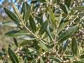 معرفی و نگهداری زیتون برگ‌ریز (Olea paniculata) در باغ و فضای سبز